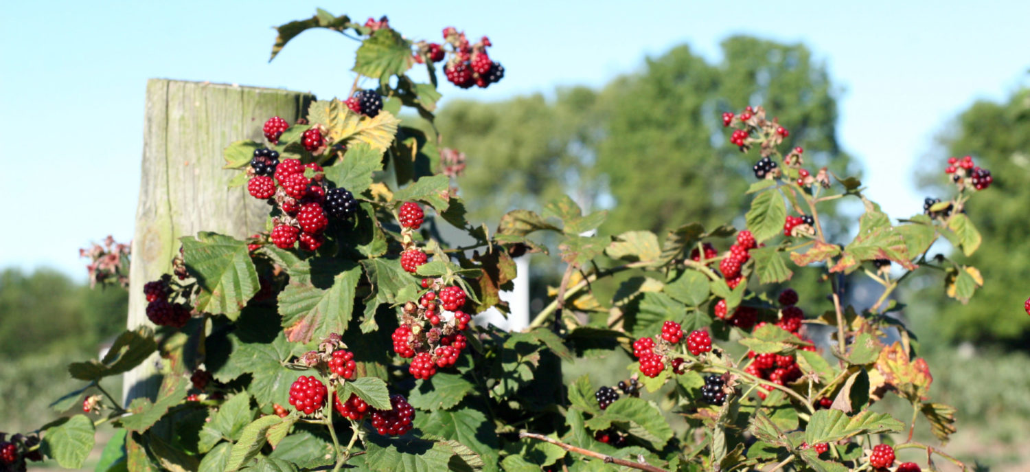 International Recipe Syndicate